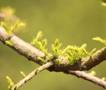 Taxodium distichum