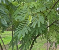 Albizia julibrissin 'Ombrella' - Perzische slaapboom 'Ombrella' - 3