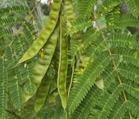 Albizia julibrissin 'Ombrella' - Perzische slaapboom 'Ombrella' - 2
