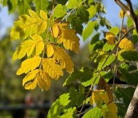 Koelreuteria paniculata - Chinese vernisboom - 1