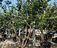 Prunus dom. 'Reine Claude Verte' - Prunus dom. 'Reine Claude Verte' - 1