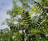 Sorbus 'Dodong' - Lijsterbes 'Dodong' - 1