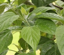 Clerodendrum blad