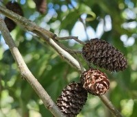 Alnus x spaethii 'Spaeth' - Els 'Spaeth' - 2