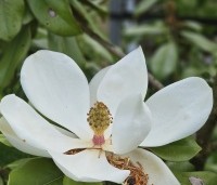 Magnolia grandiflora - Magnolia grandiflora - 3