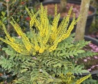 Mahonia media 'Winter Sun' - Mahoniestruik 'Winter Sun' - 1