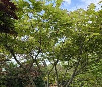 Acer palmatum 'Tsumabeni' - Acer palmatum 'Tsumabeni' Japanse kleinbladige esdoorn - 2