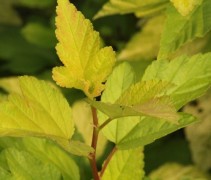 Blad Physocarpus opulifolius 'Dart's Gold'