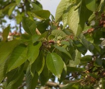 Prunus avium ofwel Wilde Kers