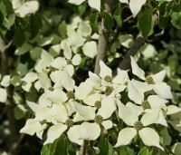 Cornus kousa 'Milky Way' - Japanse grootbloemige Kornoelje - 2