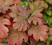 Hydrangea Quercifolia 'Ruby Slippers' - Roze bloeiende eikenblad hortensia - verkleuring nazomer