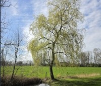 Salix sepulcralis 'Chrysocoma' - Treurwilg - maart 2026
