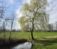 Salix sepulcralis 'Chrysocoma' - Treurwilg - 1