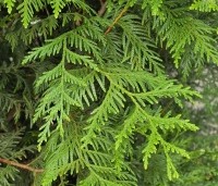 Thuja plicata 'Atrovirens' - wintergroene levensboom - 1
