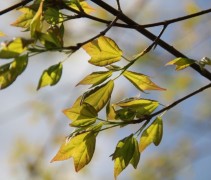 Acer Buergerianum