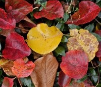 Pyrus calleryana 'Chanticleer' - Sierpeer - november 2024 herfstkleuren