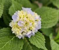 Hydrangea macrophylla Endless Summer Blauw - Bolhortensia - 2