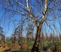 Betula pendula - Ruwe berk - 6