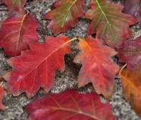 Quercus rubra - Amerikaanse eik - 3