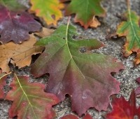 Quercus rubra - Amerikaanse eik - 2
