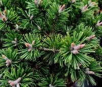 Pinus mugo 'Humpy' - Bergden - 1