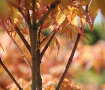 Acer jap Katsura