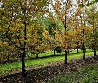 Carpinus betulus - Haagbeuk - klimbomen in wording najaar