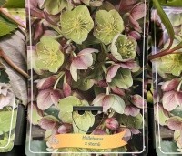 Helleborus orientalis per kist a 24 st. - Nieskruid - CULTIVAR op aanvraag: Helleborus x sternii
