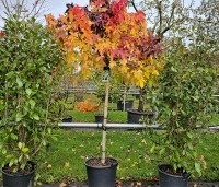 Liquidambar styraciflua 'Gum Ball' - Amberboom 'Gum Ball' - herfst