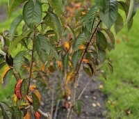 Prunus x yedoensis  - Yoshinokers - 1