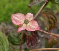 Cornus satomi - Kornoelje - najaar