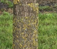 Carya illinoinensis - Pecannoot - 2