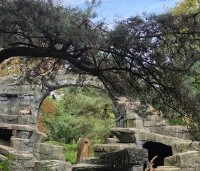 Pinus sylvestris - Grove den - 2
