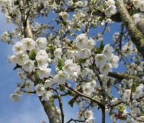 Bloemen prunus 'Umineko'
