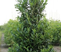 Prunus laurocerasus 'Caucasica'
