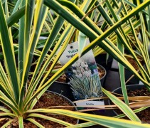 Yucca filamentosa 'Bright Edge'