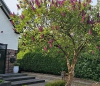Syringa vulgaris 'Charles Joly' - Gewone syring - 1