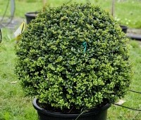 Ilex crenata 'Dark Green' - Japanse hulst 'Dark Green' - 2