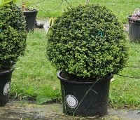 Ilex crenata 'Dark Green' - Japanse hulst 'Dark Green' - 1