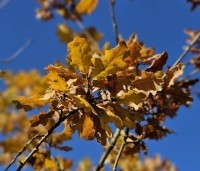 Quercus pubescens - Donzige eik - 1