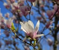 Magnolia soulangeana - Magnolia soulangeana - 2