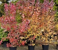 Acer rubrum 'Brandywine' - Acer rubrum 'Brandywine' - 1