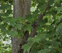Acer pseudoplatanus - Gewone esdoorn - 3