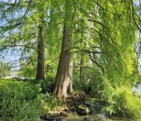 Taxodium distichum - Moerascypres - 5