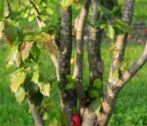Parrotia persica 'Vanessa'