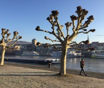 Platanus hispanica