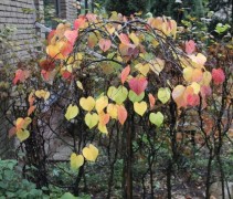 Cercis canadensis 'Ruby Falls'