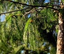 Pinus Wallichiana