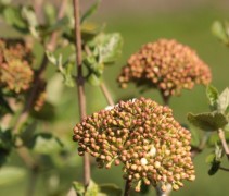 Viburnum Carlcephalum