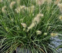Pennisetum alopecuroides 'Little Bunny' - Lampenpoetsersgras 'Little Bunny' - 3